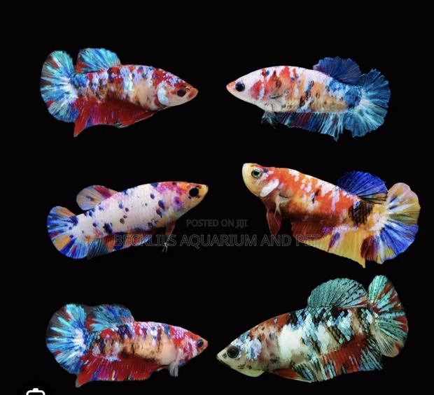 Candy Betta Fish · Photo 3