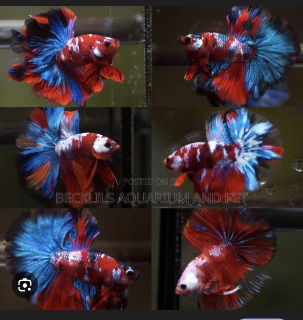 Candy Betta Fish · Photo 2