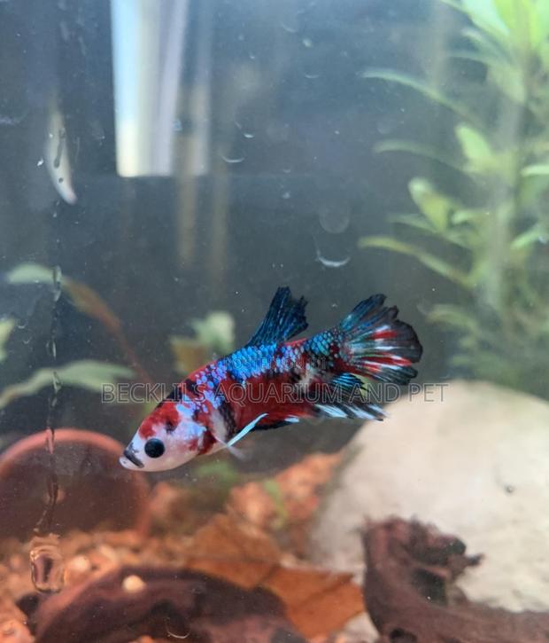 Candy Betta Fish · Photo 8