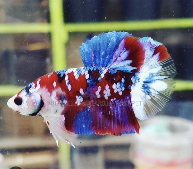Candy Betta Fish · Photo 1
