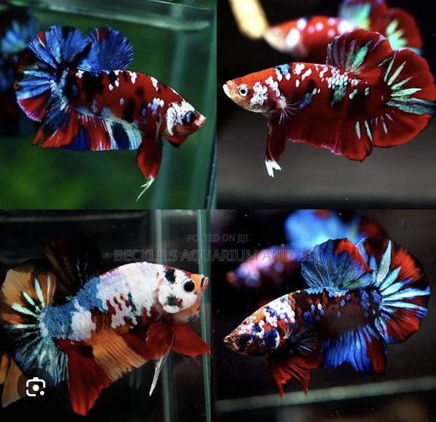 Candy Betta Fish · Photo 5