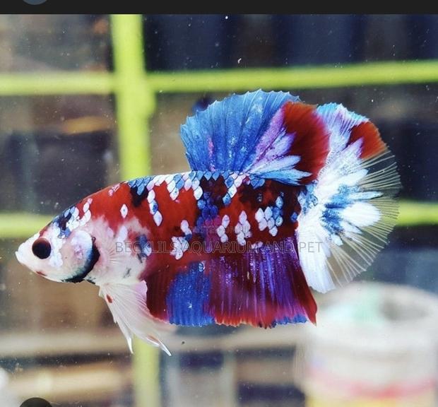 Candy Betta Fish · Photo 4