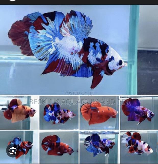 Candy Betta Fish · Photo 6