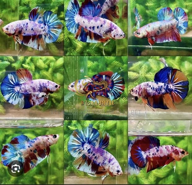 Candy Betta Fish · Photo 7