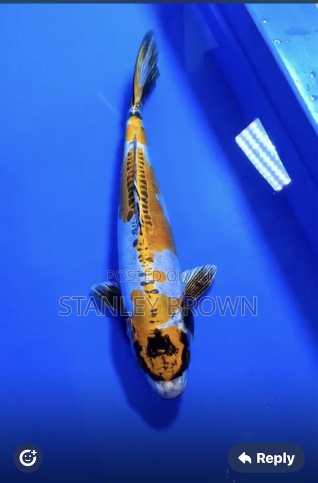 Premium Quality Imported Jumbo 12 to 21 Inches Koi · Photo 2