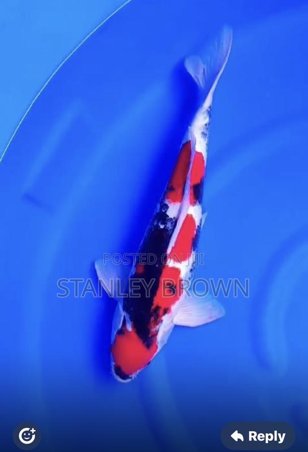 Premium Quality Imported Jumbo 12 to 21 Inches Koi · Photo 5