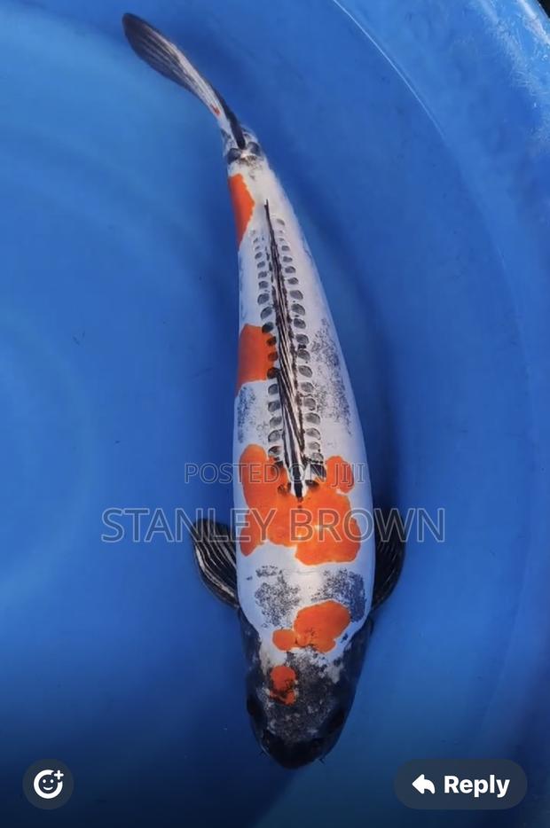 Premium Quality Imported Jumbo 12 to 21 Inches Koi · Photo 4