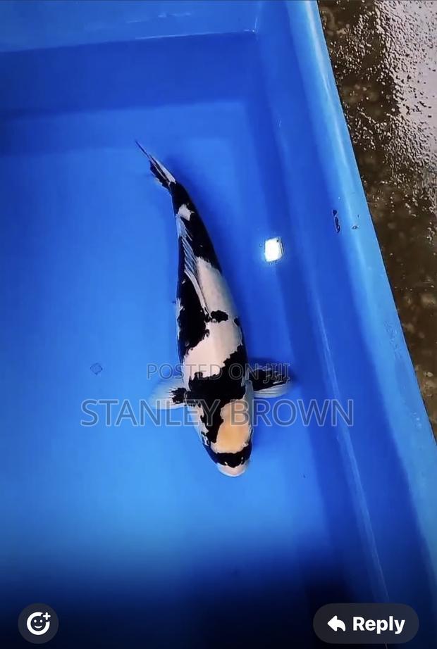 Premium Quality Imported Jumbo 12 to 21 Inches Koi · Photo 3