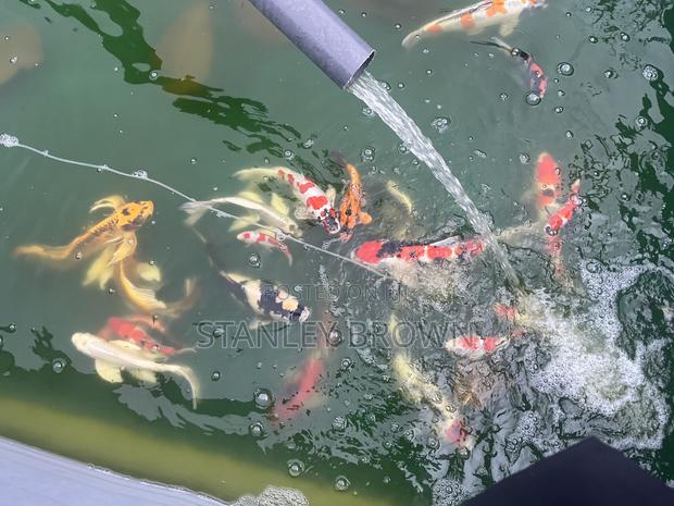 Premium Quality Imported Jumbo 12 to 21 Inches Koi · Photo 6