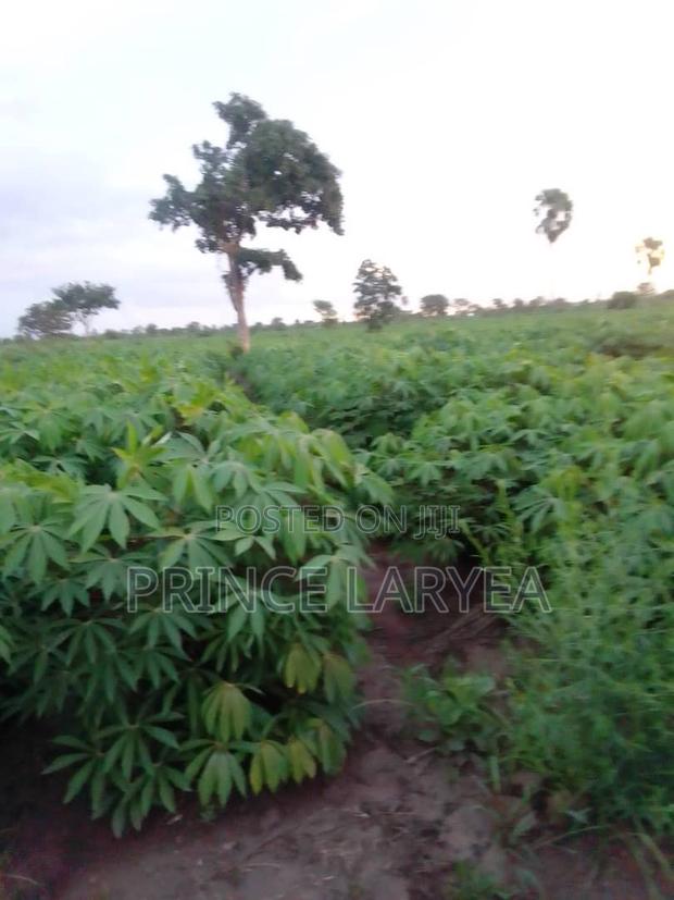 70 Acres of Farmland in Kintampo for Sale · Photo 3