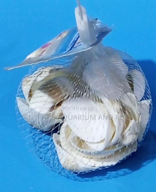 Shells For Aquarium · Photo 3