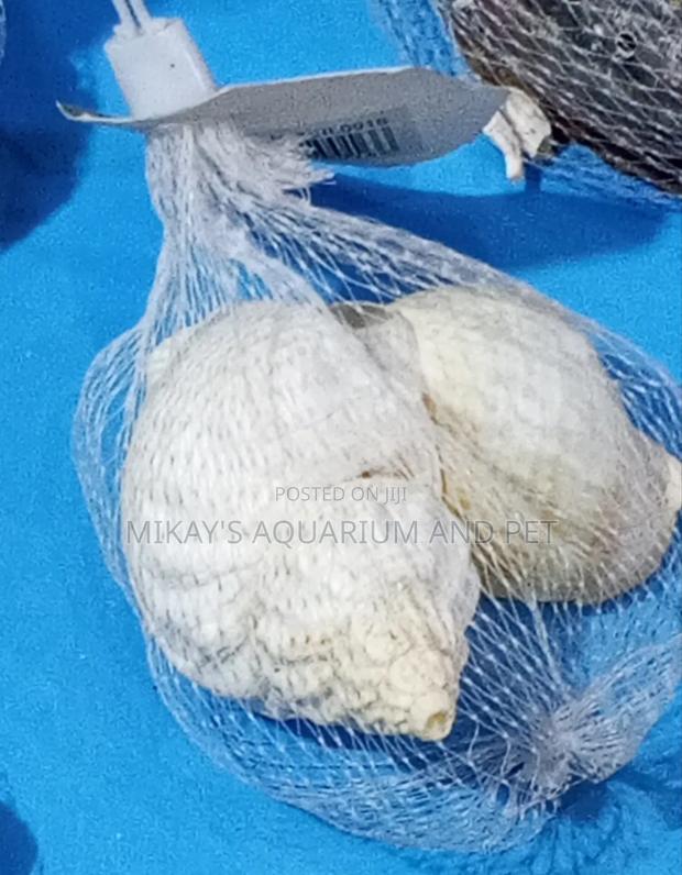 Shells For Aquarium · Photo 4