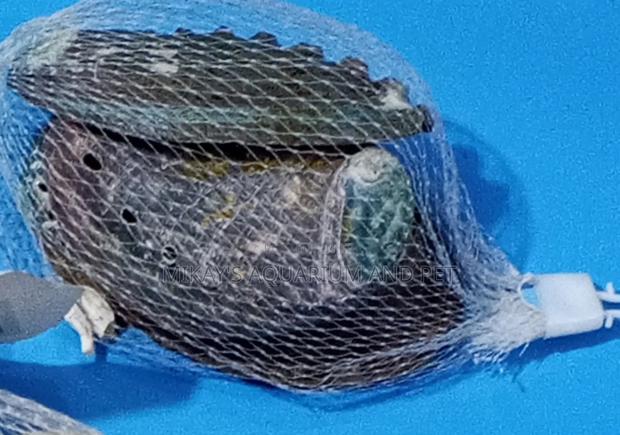 Shells For Aquarium · Photo 5