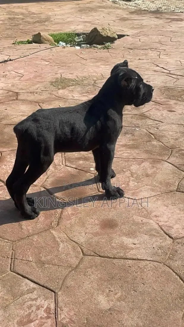 1-3 months Male Purebred Cane Corso · Photo 1