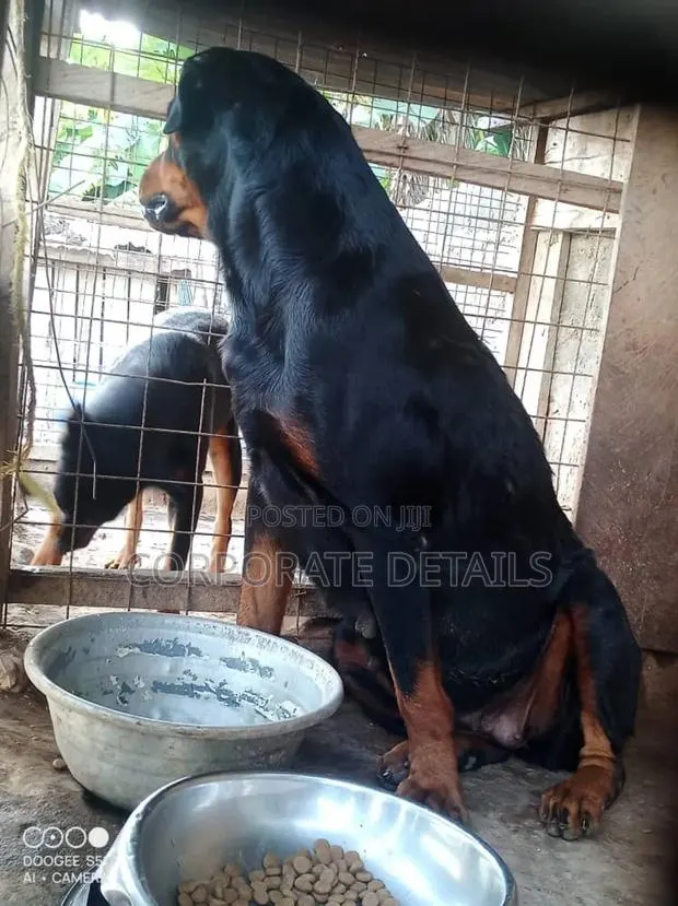 1+ year Female Purebred Rottweiler · Photo 1
