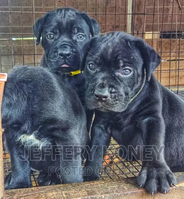 1-3 months Female Purebred Cane Corso · Photo 1