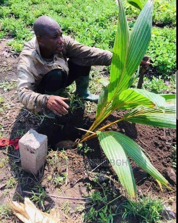 All Varieties of Coconut Seedlings · Photo 1