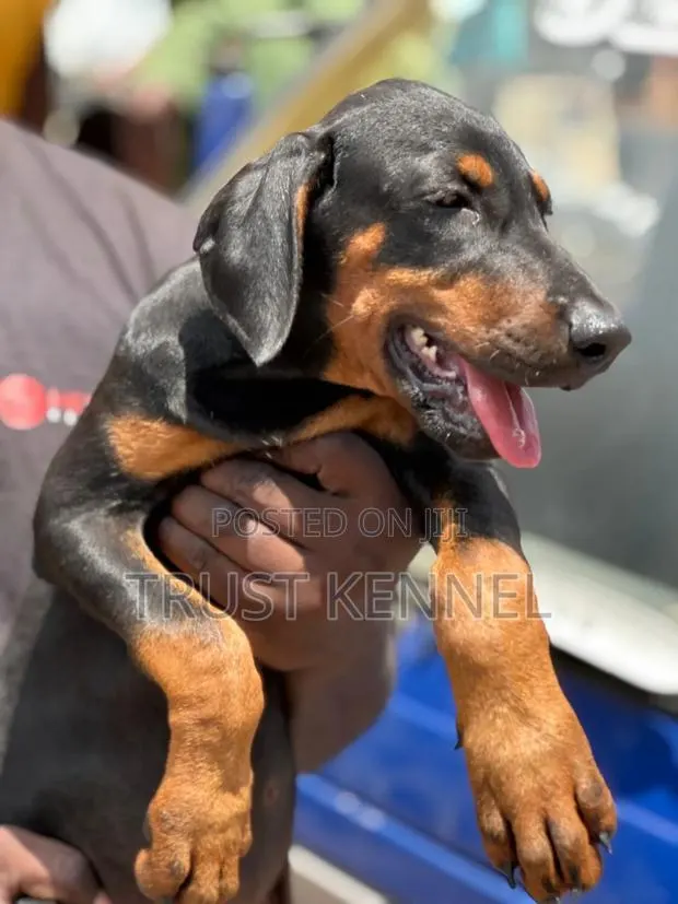 1-3 months Male Purebred Doberman Pinscher · Photo 1