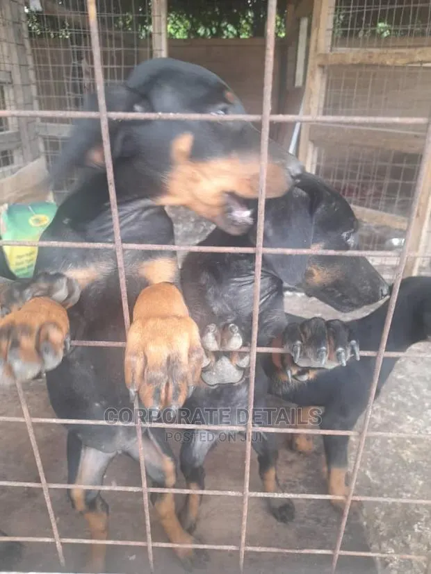 1-3 months Male Purebred Doberman Pinscher · Photo 1
