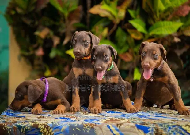 1-3 months Male Purebred Doberman Pinscher · Photo 1