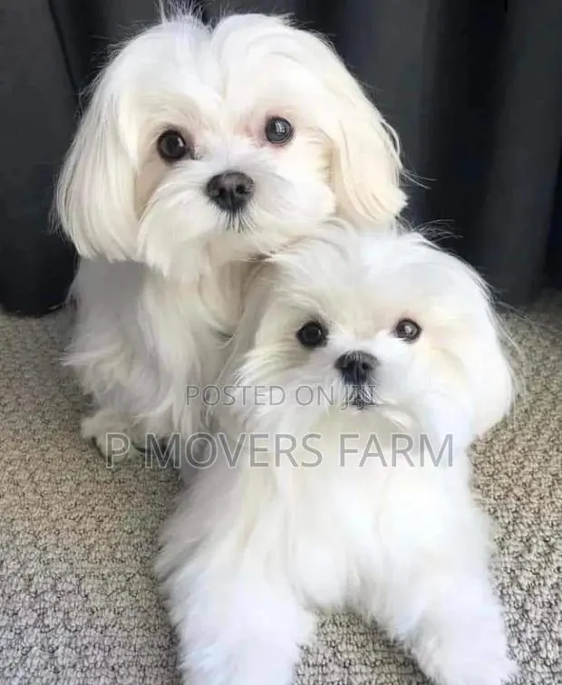 1-3 months Female Purebred Maltese · Photo 1