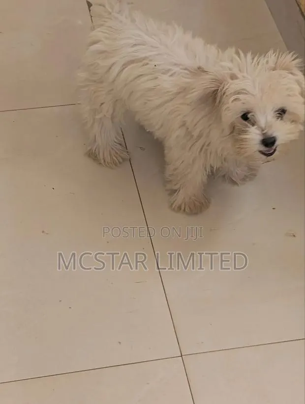 1-3 months Female Mixed Breed Maltese · Photo 1