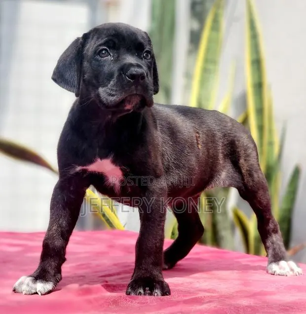1-3 months Male Purebred Cane Corso · Photo 1