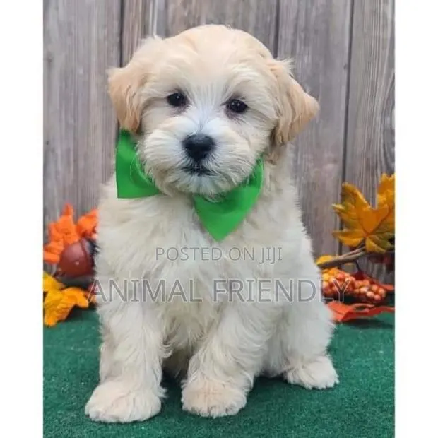 1-3 months Male Purebred Poodle · Photo 1