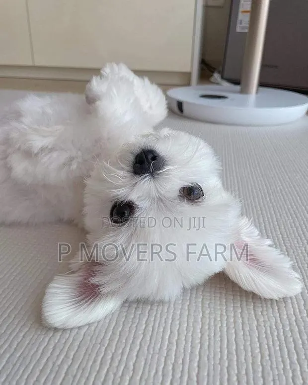1-3 months Male Purebred Poodle · Photo 1