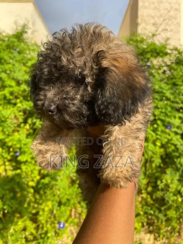 1-3 months Male Mixed Breed Poodle · Photo 1
