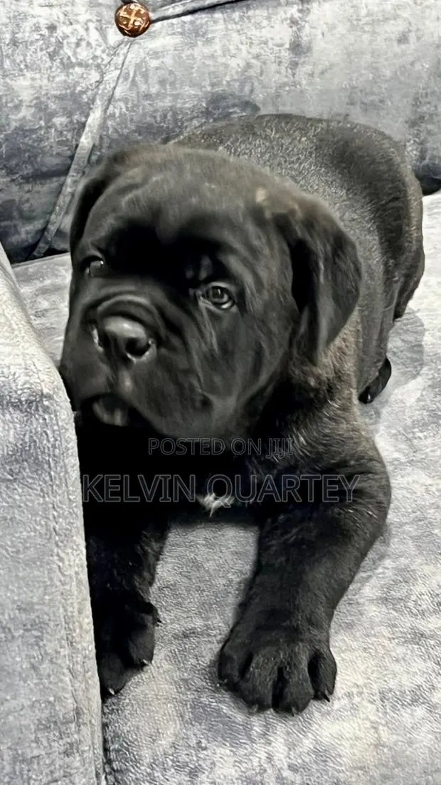 1-3 months Male Purebred Cane Corso · Photo 1