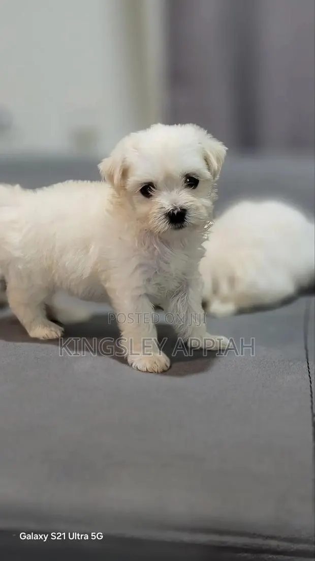 1-3 months Female Purebred Poodle · Photo 1