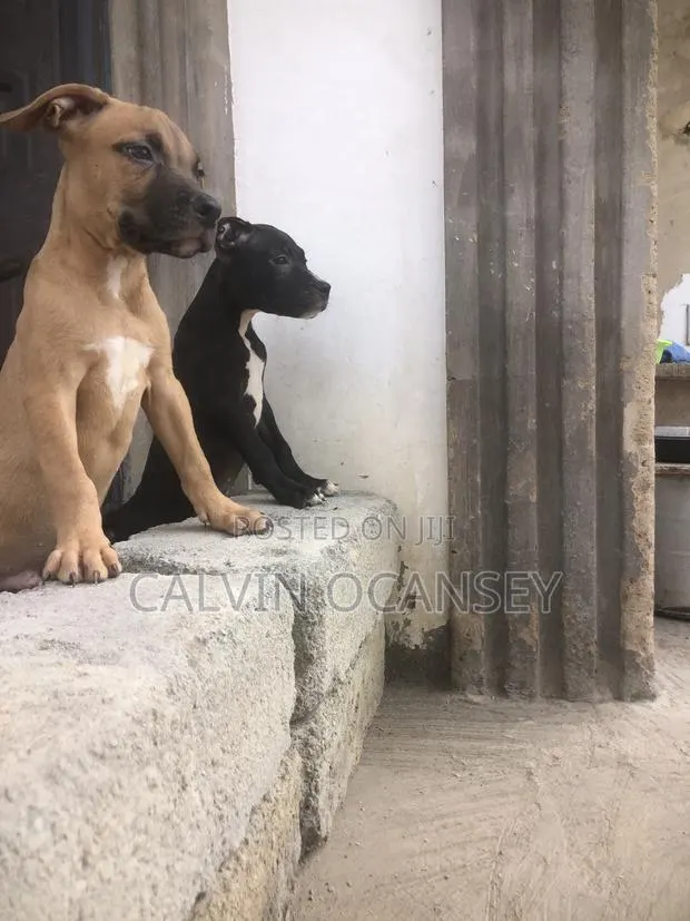 3-6 months Female Purebred American Pit Bull Terrier · Photo 1