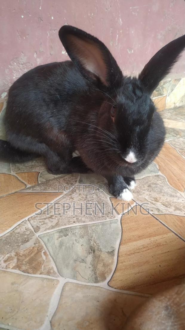 Rabbit For Sale To Beginners Farmers · Photo 2