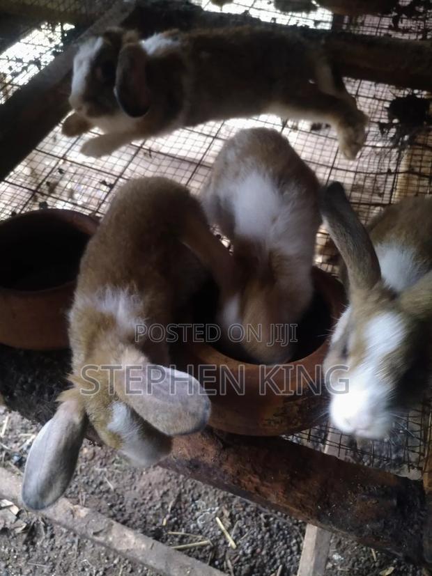 Rabbit For Sale To Beginners Farmers · Photo 3