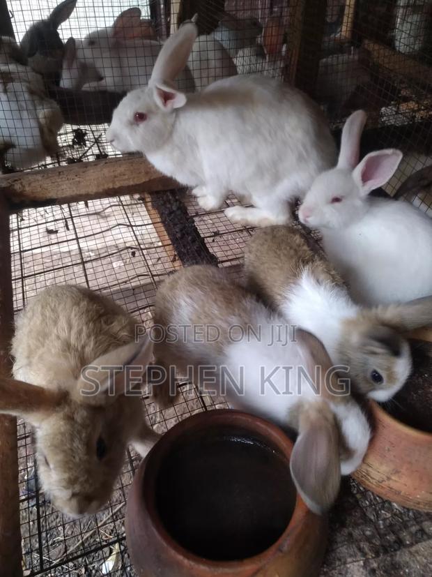 Rabbit For Sale To Beginners Farmers · Photo 4