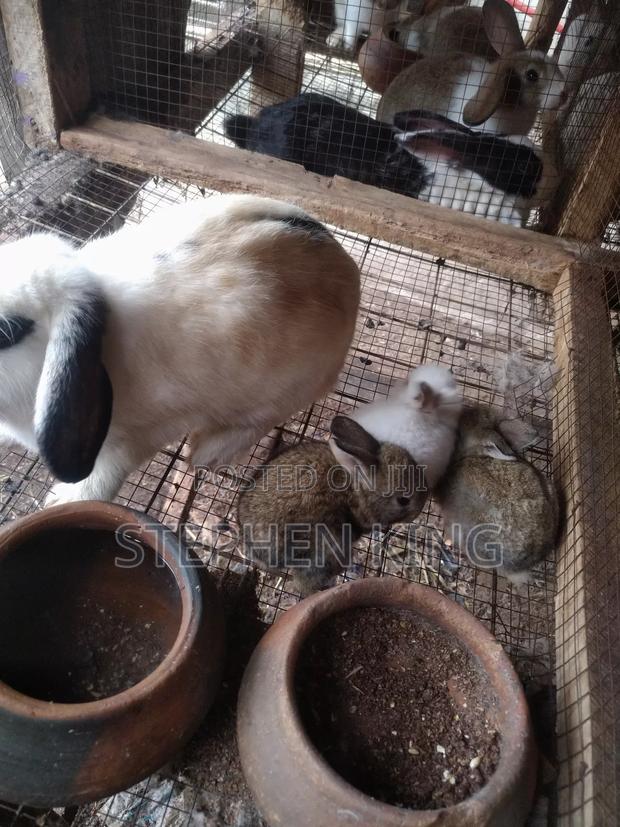 Rabbit For Sale To Beginners Farmers · Photo 5