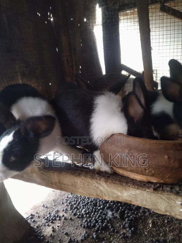 Rabbit For Sale To Beginners Farmers · Photo 6