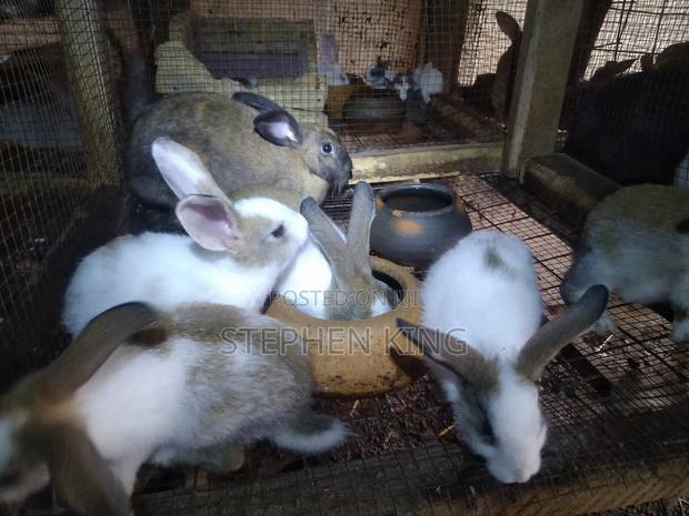 Rabbit For Sale To Beginners Farmers · Photo 8
