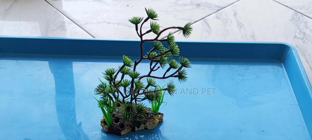 Plant for Aquarium · Photo 1