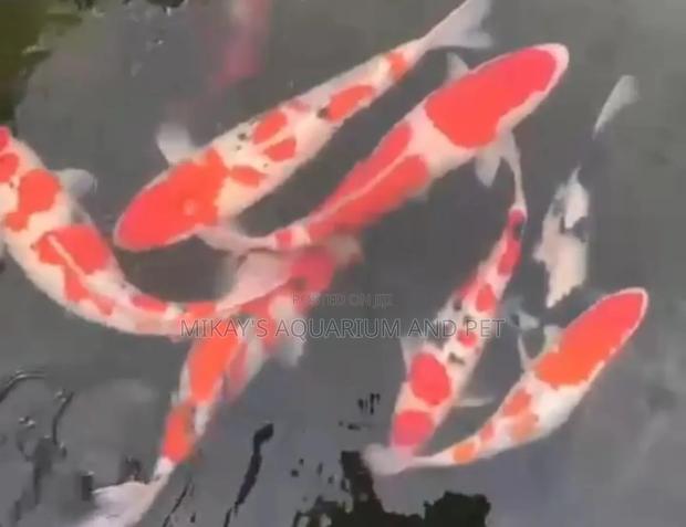 Koi Fishes · Photo 1