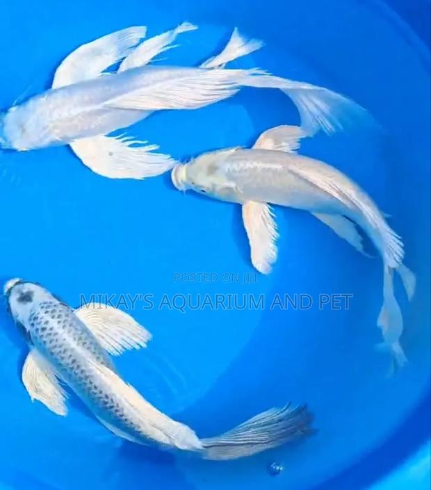 Platinum Koi Fishes · Photo 1