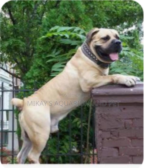 3-6 months Male Purebred Boerboel · Photo 2