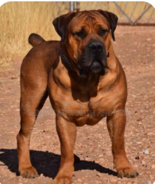 3-6 months Male Purebred Boerboel · Photo 1