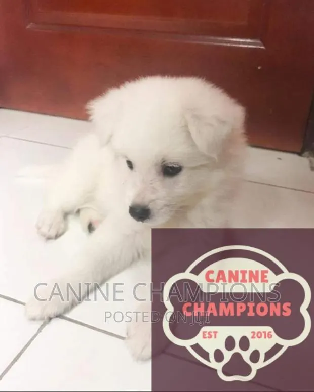 1-3 months Female Purebred Japanese Spitz · Photo 1