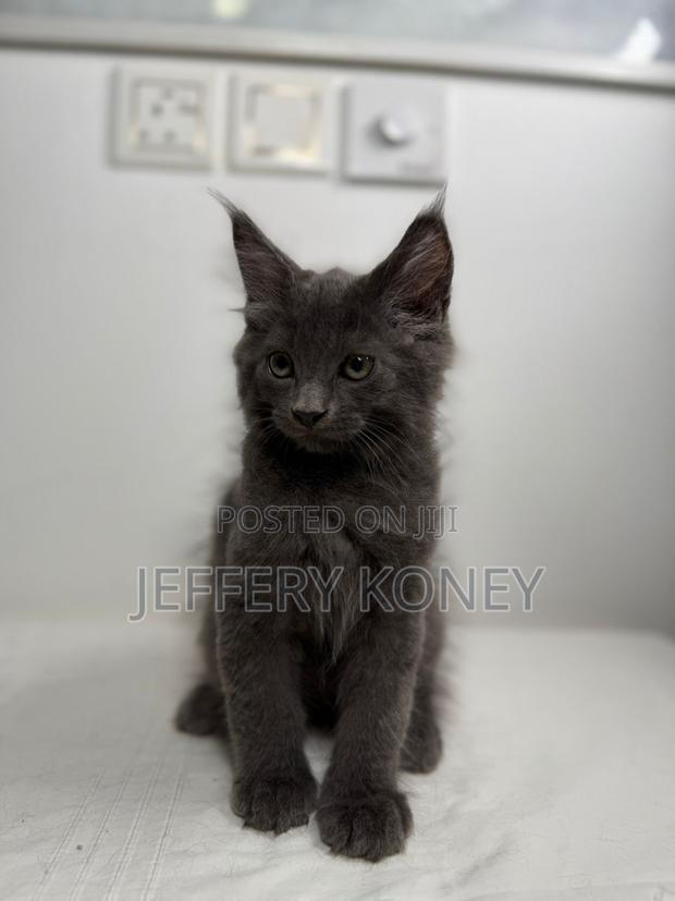 1-3 months Male Purebred Maine Coon · Photo 1