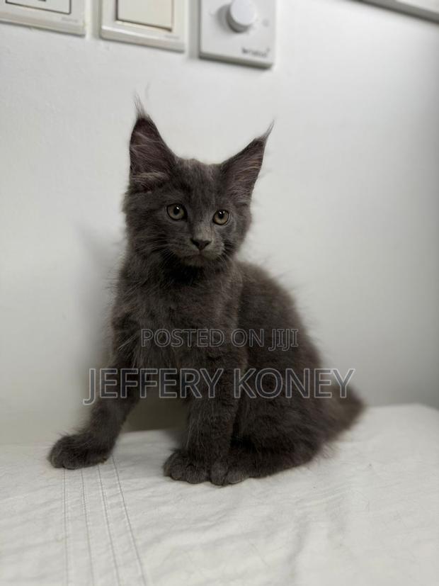 1-3 months Male Purebred Maine Coon · Photo 2