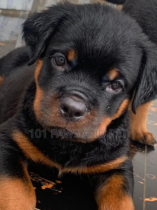 1-3 months Male Purebred Rottweiler · Photo 3
