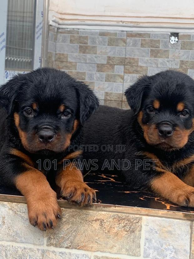 1-3 months Male Purebred Rottweiler · Photo 2