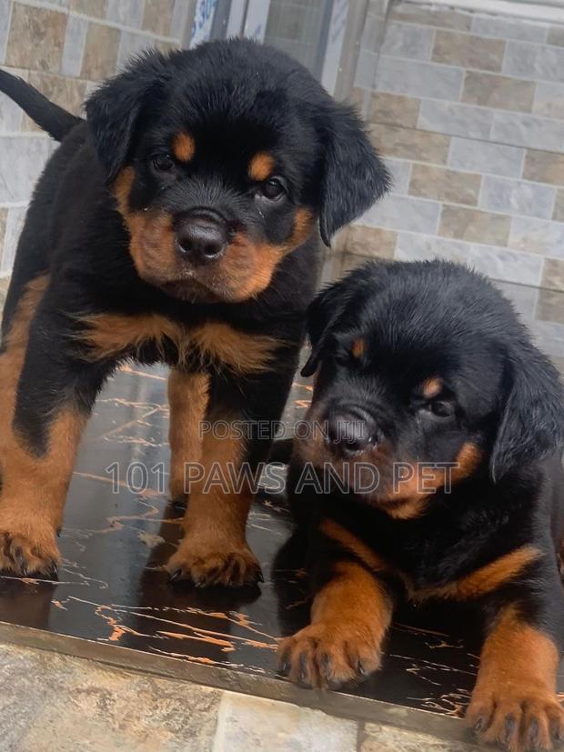 1-3 months Male Purebred Rottweiler · Photo 1